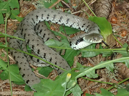 Natrix natrix ?